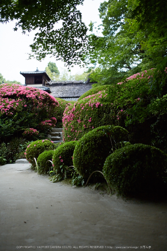 詩仙堂,さつき(5J7C0248,35mm,F1.6)2014yaotomi_.jpg