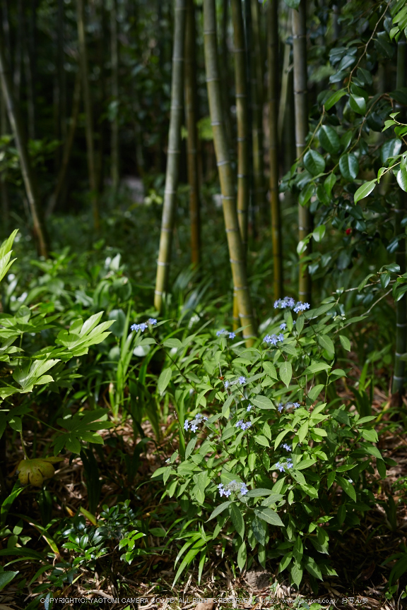 詩仙堂,さつき(5J7C0300,50mm,F2)2014yaotomi_.jpg