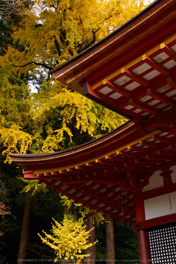 談山神社,紅葉(K32_3575,30 mm,F11,iso400)2015yaotomi_.jpg