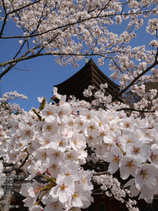 談山神社_桜_2012_GF5_yaotomi_3.jpg