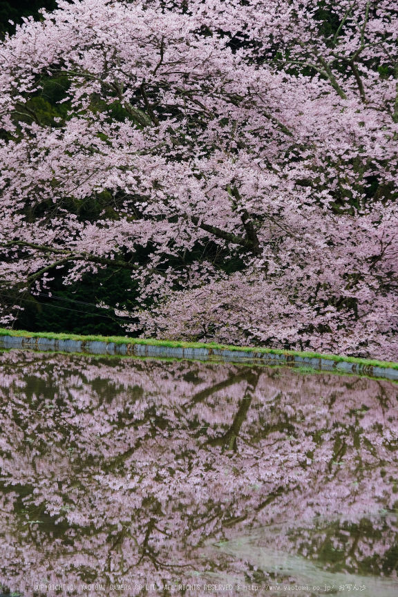 諸木野,桜(DSCF0130,140 mm,F8)2016yaotomi.jpg