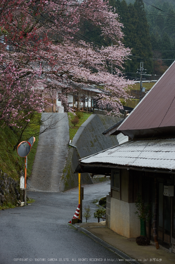 諸木野,桜(PK3_2014,63 mm,3.5,K3)2015yaotomi_.jpg