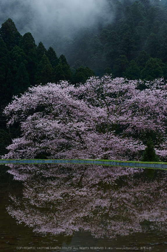 諸木野,桜(PK3_2238,58 mm,F6.3,K3)2015yaotomi.jpg