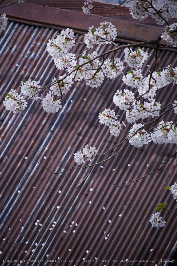 諸木野・桜(DSCF0717,F4.8,200mm)2014yaotomi_.jpg