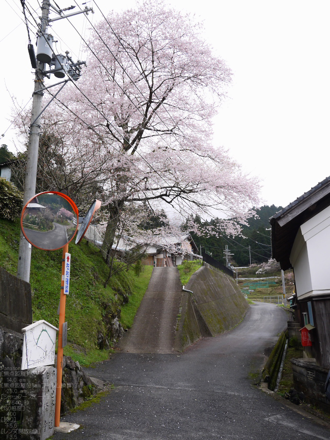 諸木野_桜_2012_GF5_yaotomi_13.jpg