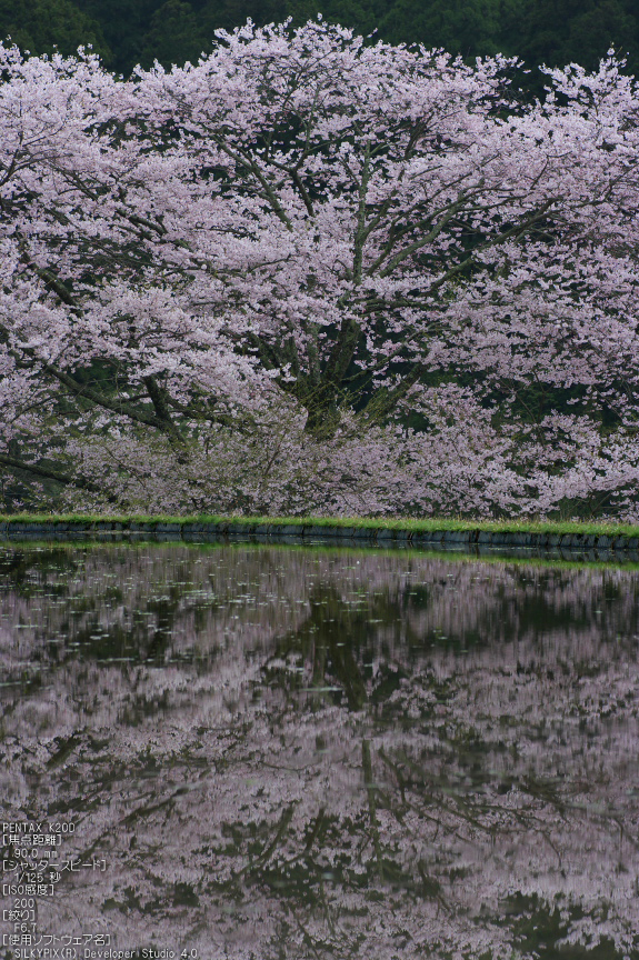 諸木野_桜_2012_K20D_yaotomi_2.jpg