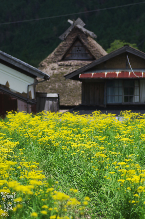 越畑_おみなえし_2012_yaotomi_お写ん歩_11.jpg