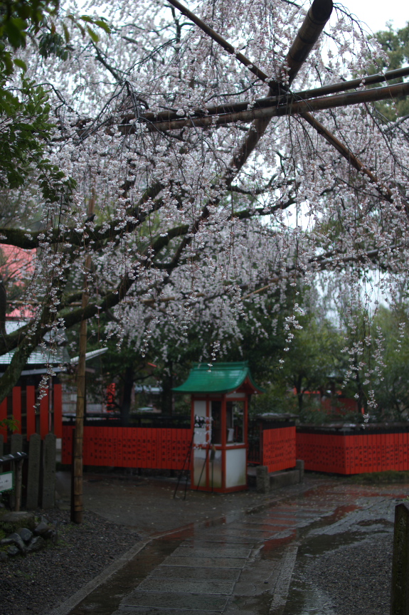 車折神社,桜_2014yaotomi_PK3_7721(F1,6_30mm).jpg