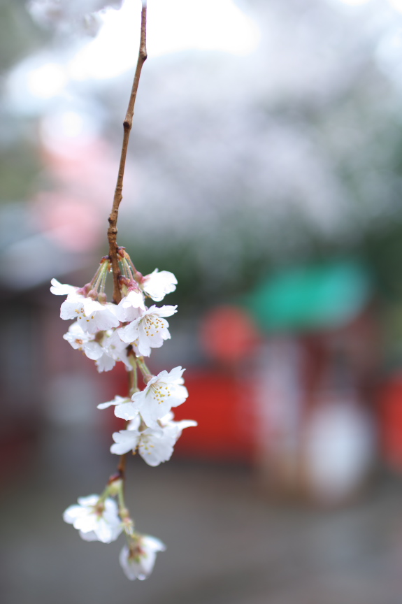 車折神社,桜_2014yaotomi_PK3_7743(F1,6_30mm).jpg