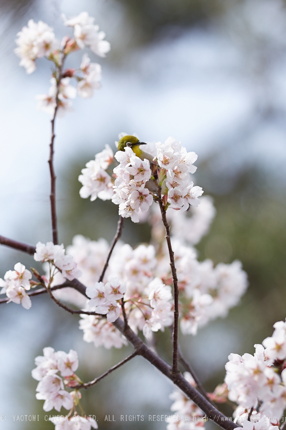 車折神社の桜_IMG_6735,2017yaotomi.jpg