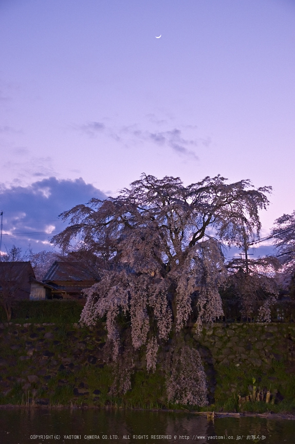 郡山城跡・桜(PK3_8865,F4.5,37mm)2014yaotomi_.jpg