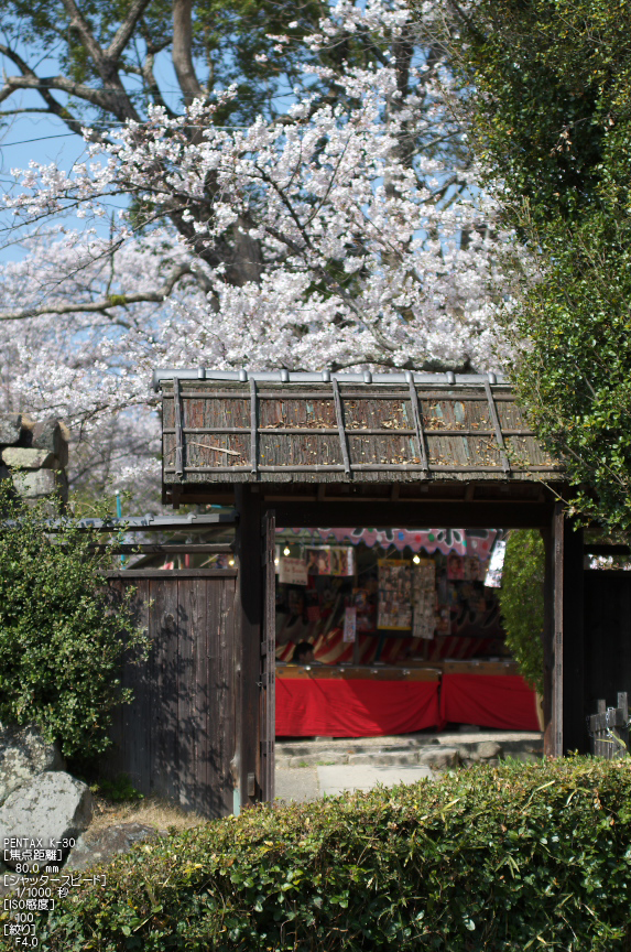 郡山城跡_桜_2013yaotomi_17s.jpg