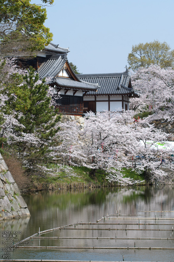 郡山城跡_桜_2013yaotomi_26s.jpg