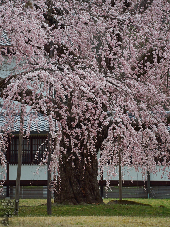 醍醐寺_しだれ桜_2013yaotomi_10s.jpg