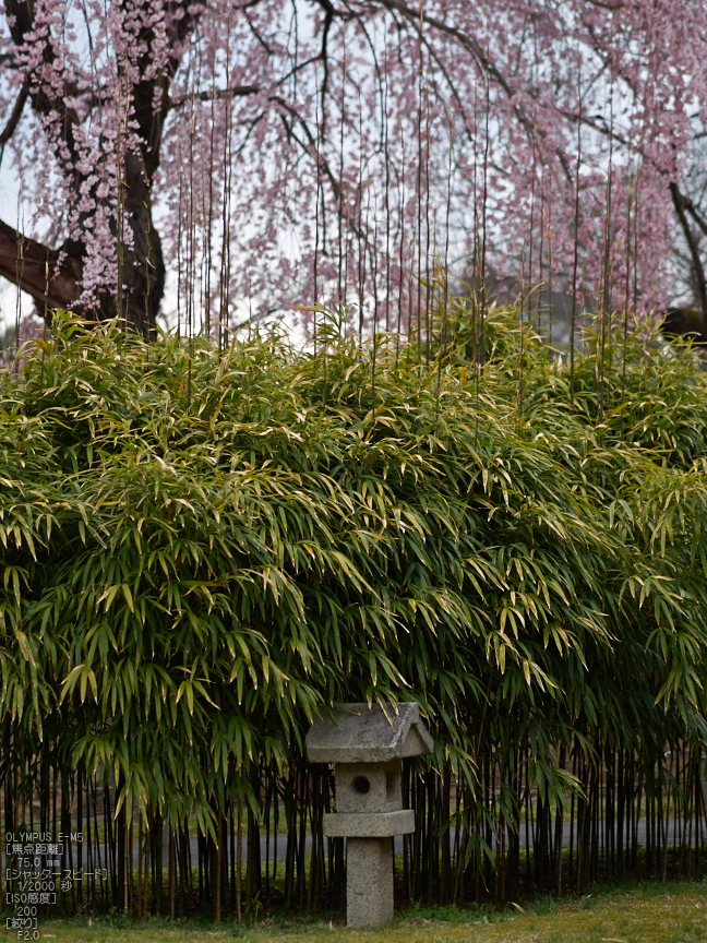 醍醐寺_しだれ桜_2013yaotomi_15s.jpg