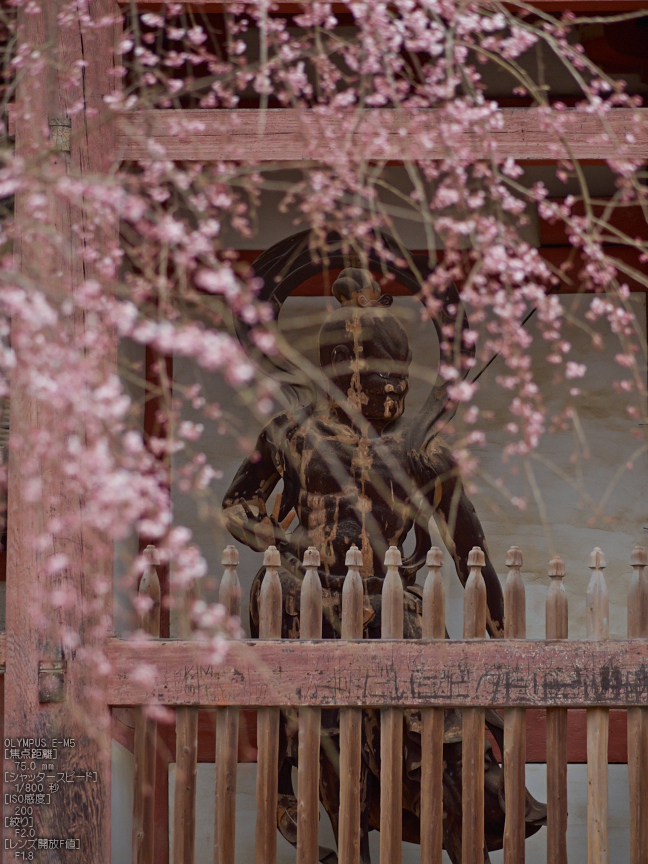 醍醐寺_しだれ桜_2013yaotomi_2s.jpg