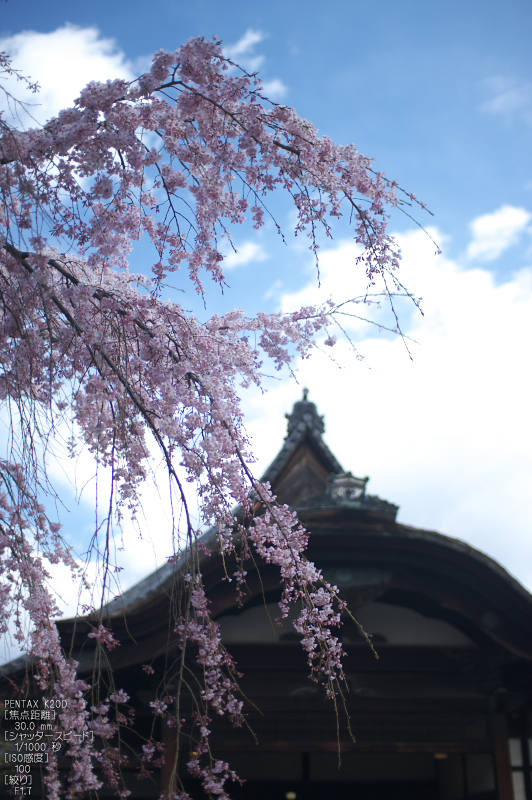 醍醐寺_桜_2012_yaotomi_17.jpg