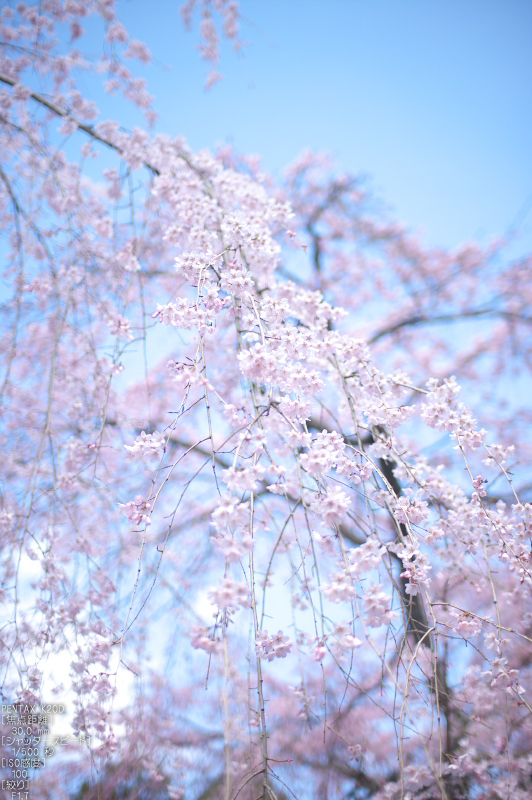 醍醐寺_桜_2012_yaotomi_18.jpg