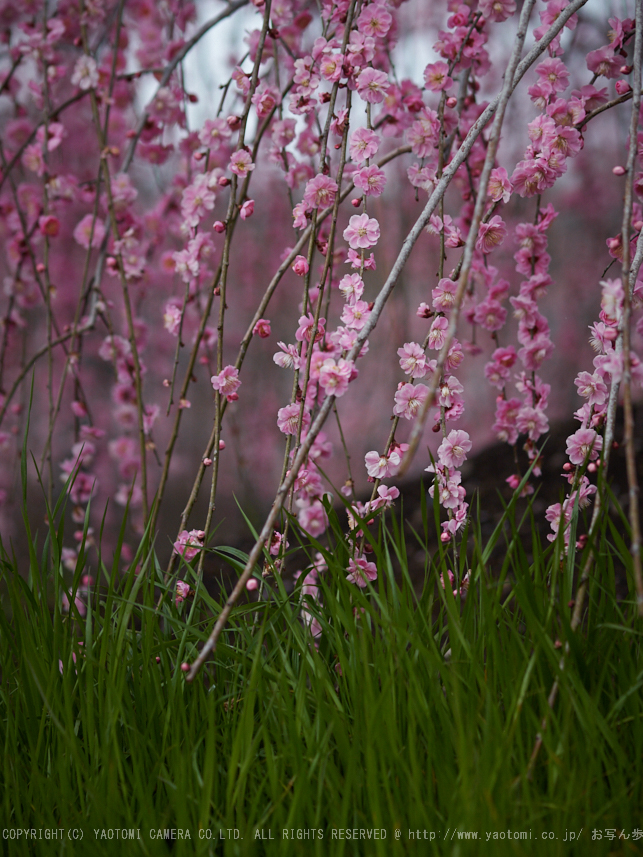 鈴鹿の森,枝垂れ梅_P3150219,2017yaotomi.jpg