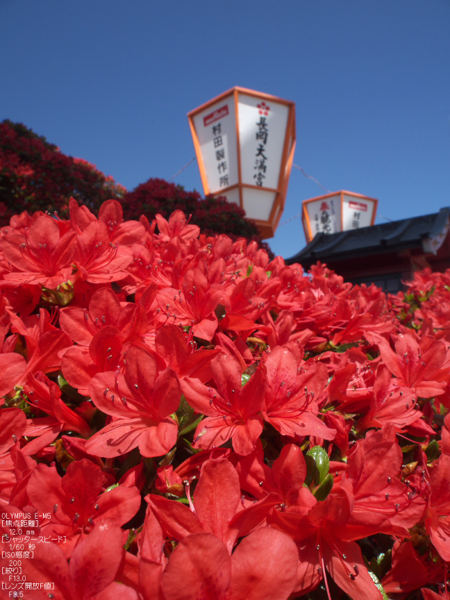 長岡天満宮_キリシマツツジ_2012_OM-D-E-M5_yaotomi_26.jpg