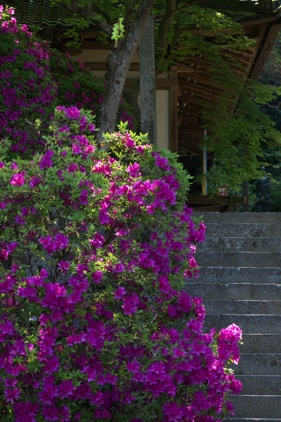 長岳寺,つつじ(P1120621,52mm,F4,5)2014yaotomi_.jpg