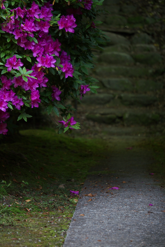 長岳寺,つつじ(P1120636,93mm,F2,8)2014yaotomi_.jpg