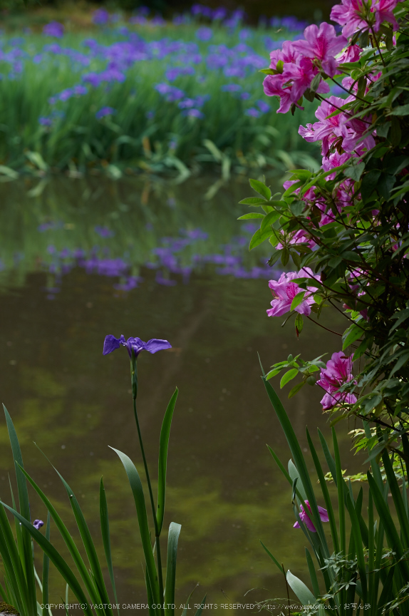 長岳寺,カキツバタ(PK3_4738,108 mm,F4.5,K3)2015yaotomi.jpg