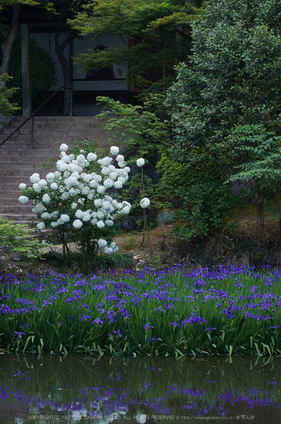 長岳寺,カキツバタ(PK3_4789,88 mm,F8,K3)2015yaotomi.jpg