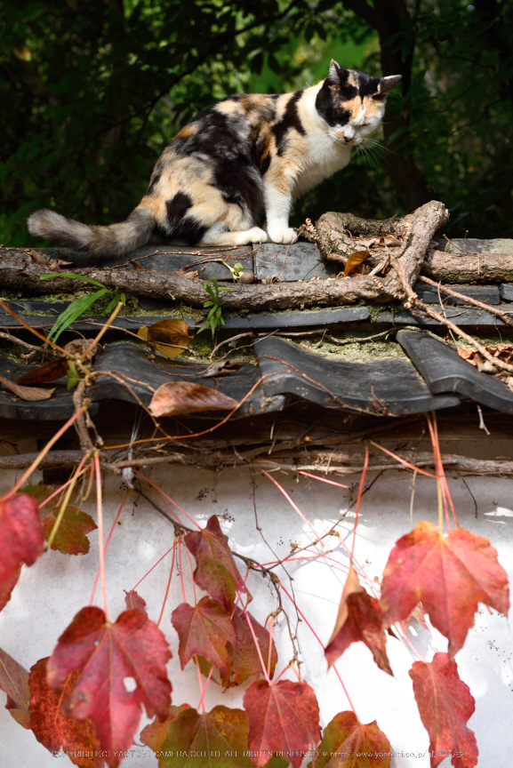 長岳寺,紅葉(DSC_0375,55mm,F4.5,D750)2014yaotomi.jpg