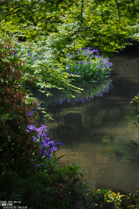 長岳寺の杜若_DP1m_2013yaotomi_17s.jpg