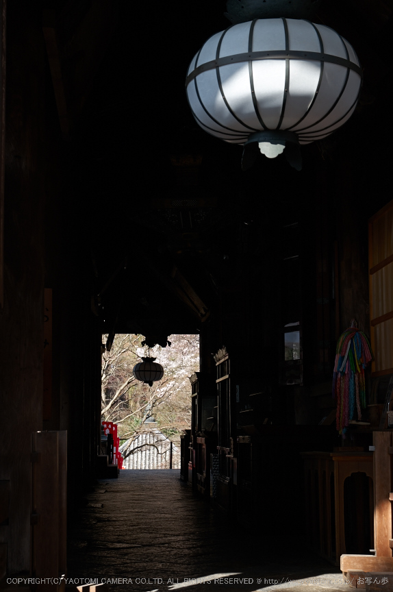 長谷寺,桜(PK3_8369,F7.1,45mm)2014yaotomi_.jpg