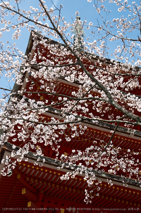 長谷寺,桜(PK3_8464,F6.3,53mm)2014yaotomi_.jpg