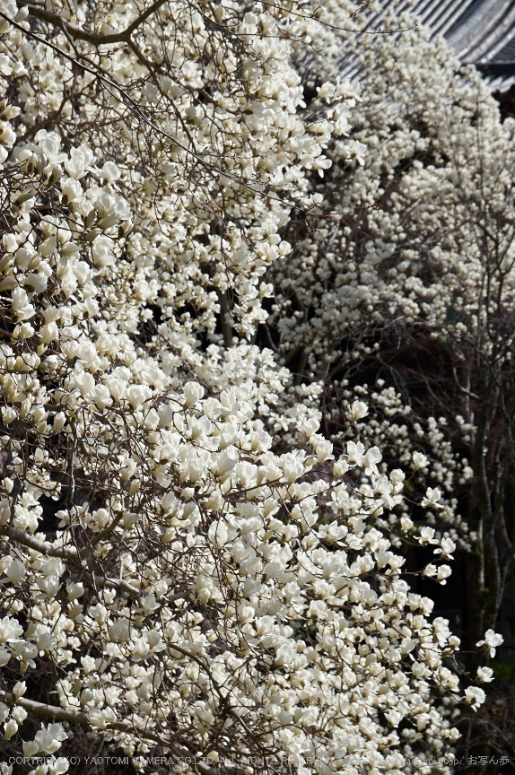 長谷寺,桜(PK3_8470,F5,58mm)2014yaotomi_.jpg