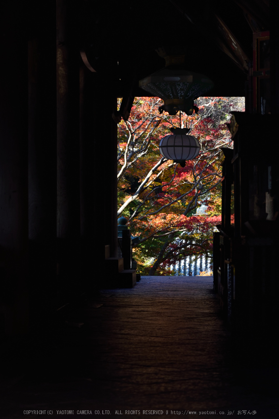 長谷寺,紅葉(DSC_1071,120mm,F7.1,D750)2014yaotomi (1) .jpg