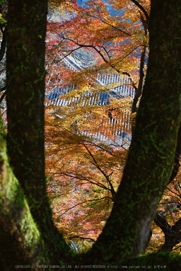 長谷寺,紅葉(DSC_1151,86mm,F5,D750)2014yaotomi.jpg