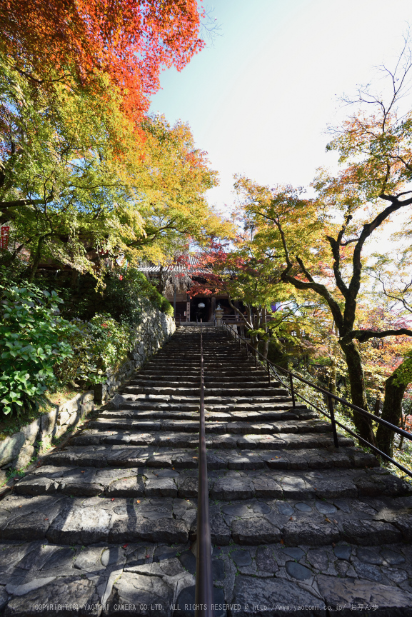 長谷寺,紅葉(DSC_1207,14mm,F9,D750)2014yaotomi.jpg