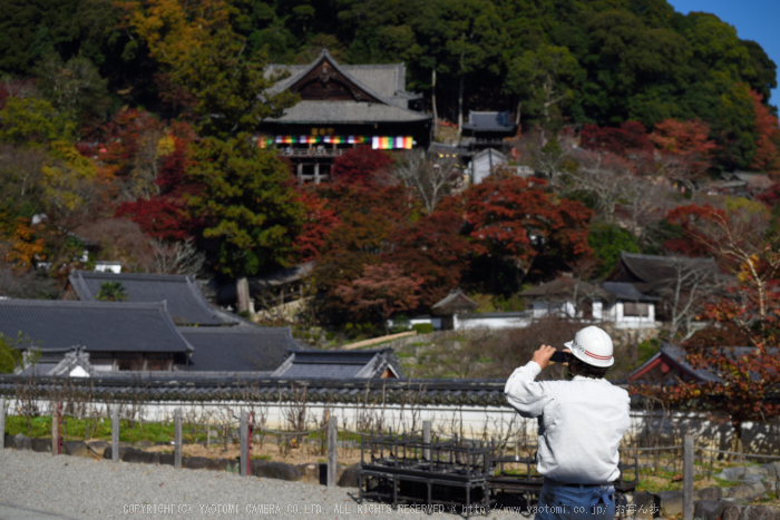 長谷寺,紅葉(DSC_1241,70mm,F5,D750)2014yaotomi_s.jpg