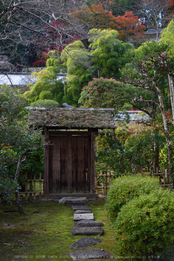 長谷寺,紅葉(DSC_1286,48mm,F4,D750)2014yaotomi.jpg