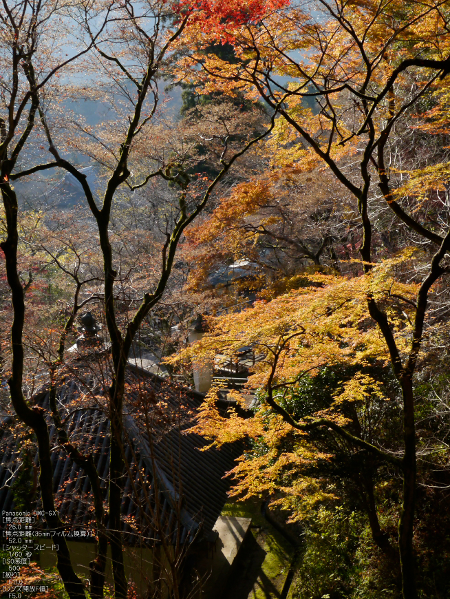 長谷寺紅葉_2011_17.jpg