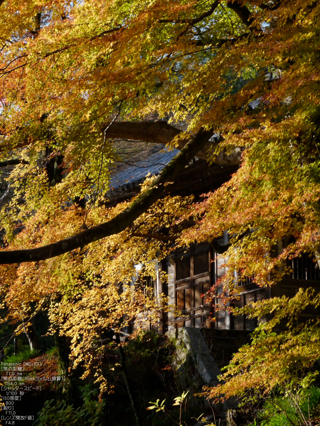 長谷寺紅葉_2011_18.jpg