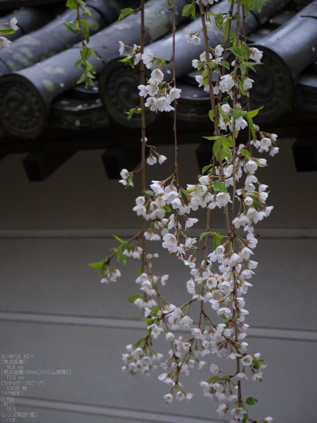 長谷寺_桜_2012_yaotomi_21.jpg