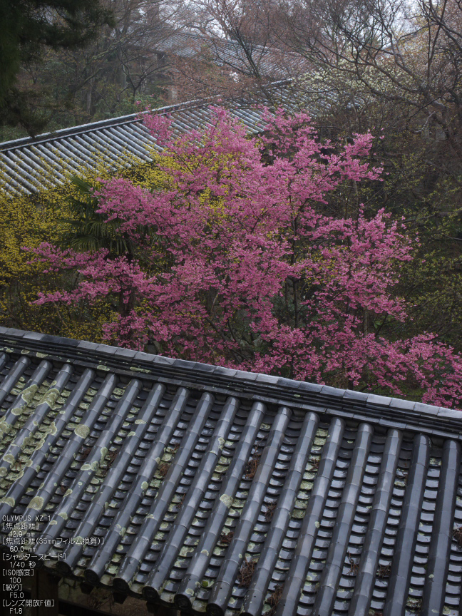 長谷寺_桜_2012_yaotomi_9.jpg