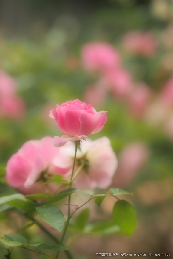 霊山寺_2011秋季特別公開_秋薔薇_18.jpg