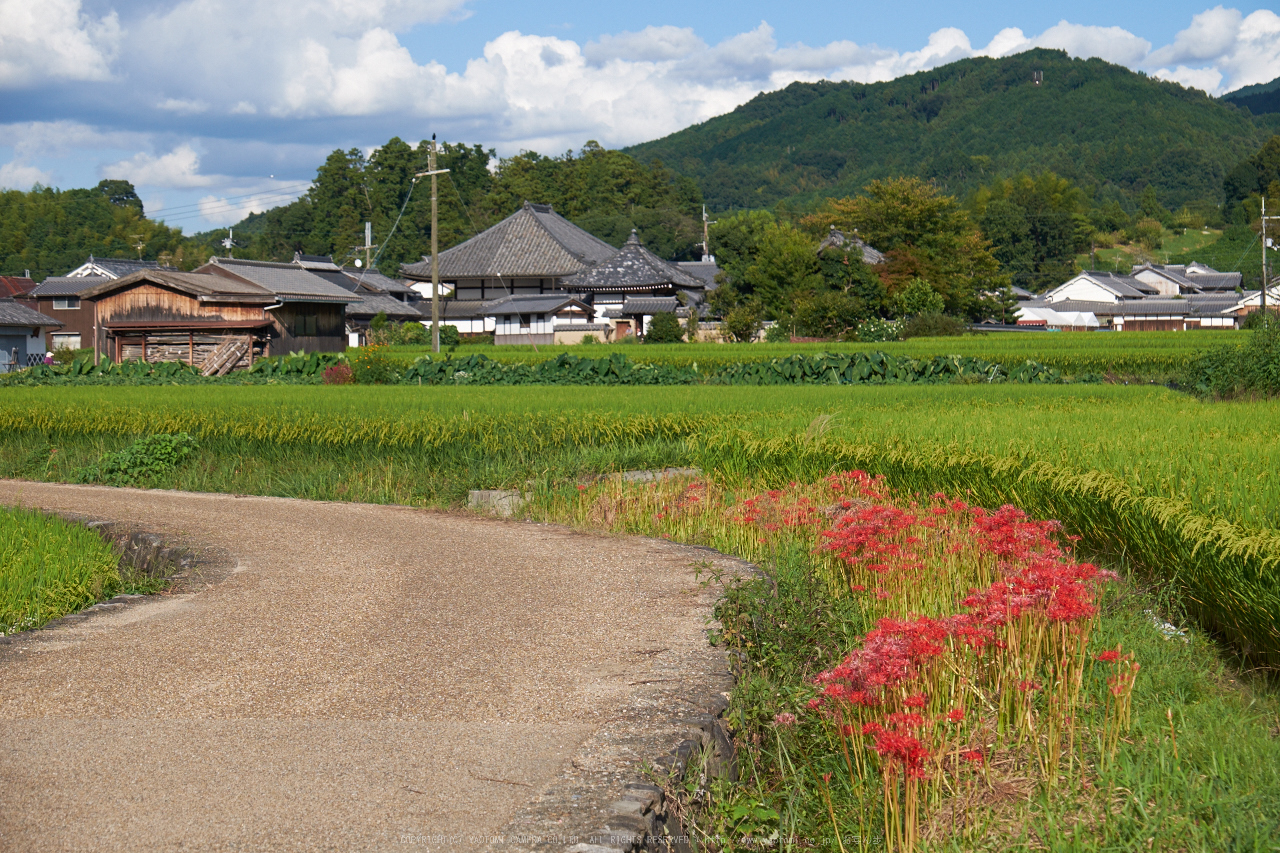 http://www.yaotomi.co.jp/blog/walk/%E9%A3%9B%E9%B3%A5%E5%85%89%E3%81%AE%E5%9B%9E%E5%BB%8A%28DSCF7854%2C49.4mm%2CF5.6%2Ciso200%2CXT1%292014yaotomi_.jpg