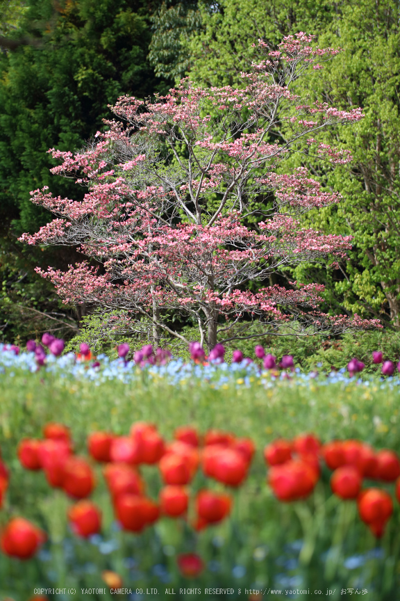 馬見丘陵公園(IMG_0352dpp,100 mm,F2)2016yaotomi_.jpg