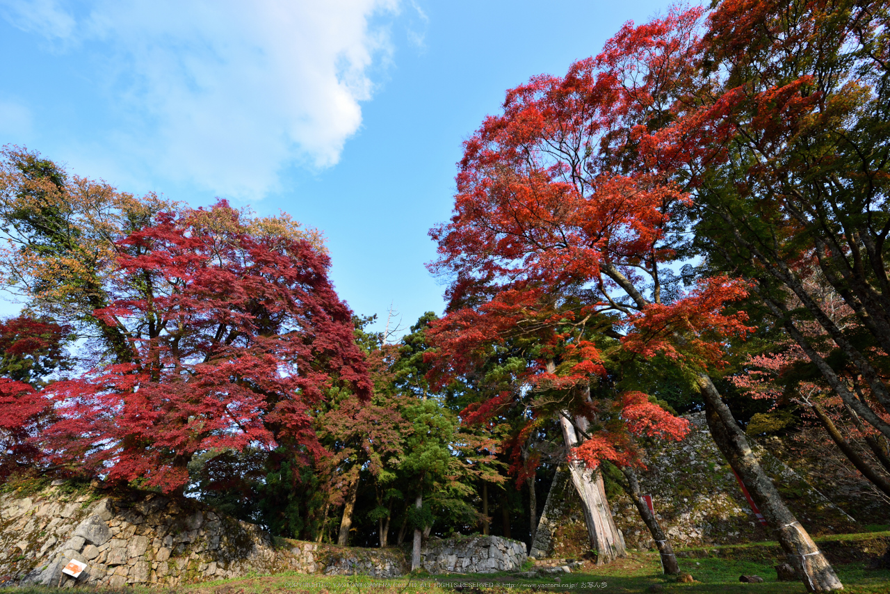 http://www.yaotomi.co.jp/blog/walk/%E9%AB%98%E5%8F%96%E5%9F%8E%E8%B7%A1%2C%E7%B4%85%E8%91%89%28DSC_0427%2C14mm%2CF9%2CD750%292014yaotomi.jpg