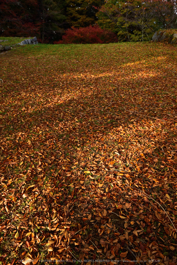 高取城跡,紅葉(DSC_0445,24mm,F5,D750)2014yaotomi.jpg