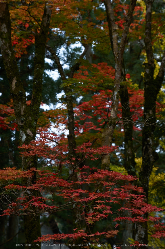 高野山,紅葉(K32_2570,58 mm,F5.6,iso100)2015yaotomi_.jpg