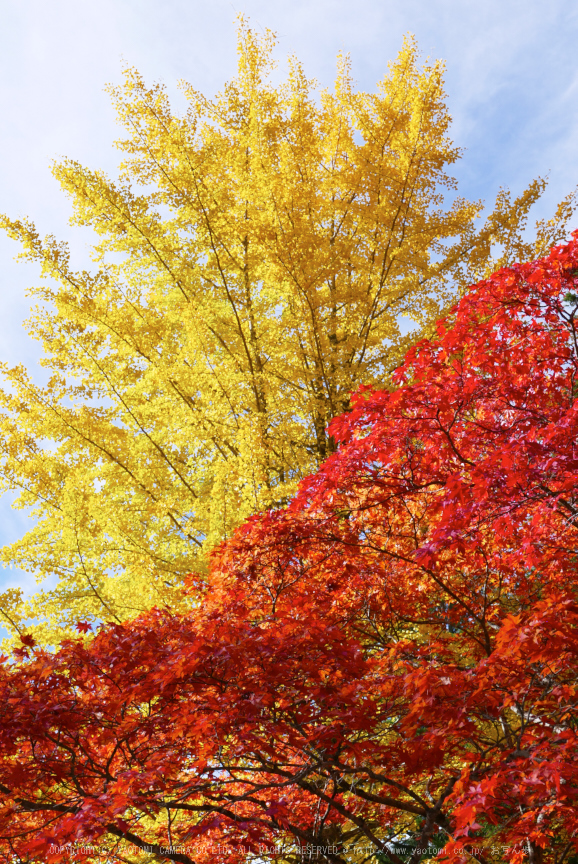 高野山,紅葉(P1000355,22.7mm,F6.3,LX100)2014yaotomi.jpg