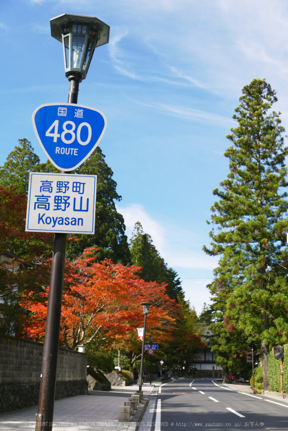 高野山,紅葉(P1000535,24.5mm,F5.6,LX100)2014yaotomi.jpg